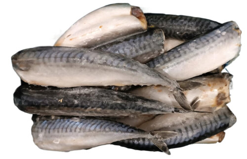 Makrela tusze 300-500g -Royal Seafood (5kg.)