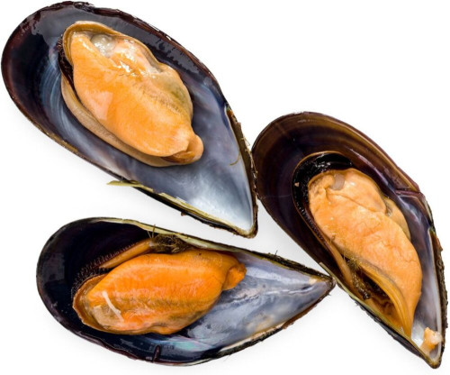 Małże gotowane  w&nbsp;muszli 1kg. 40/60- 5 szt.