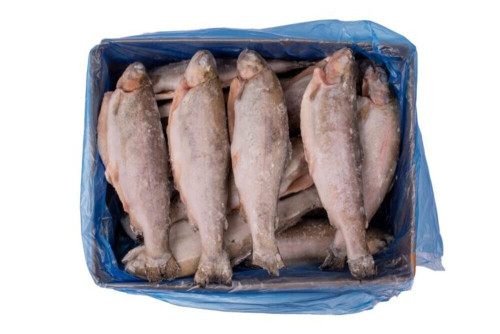 Pstrąg tęczowy patrosz.z głową 10% glaz.300-350g. 5 kg